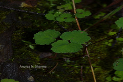 Thalictrum dalzellii
